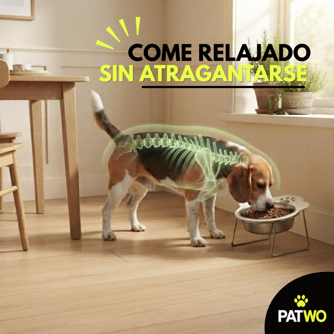 Comedero Elevado para Perro — Menos tension en cuello a la hora de comer